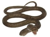 Australian Reptiles: Brown Snake