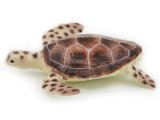 Australian Reptiles: Green Turtle