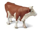 Fleckvieh Cow, standing