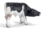 Holstein Calf, suckling