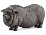 Pot-Bellied Pig