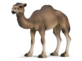 Camel - Dromedary Mare
