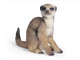 Meerkat, sitting